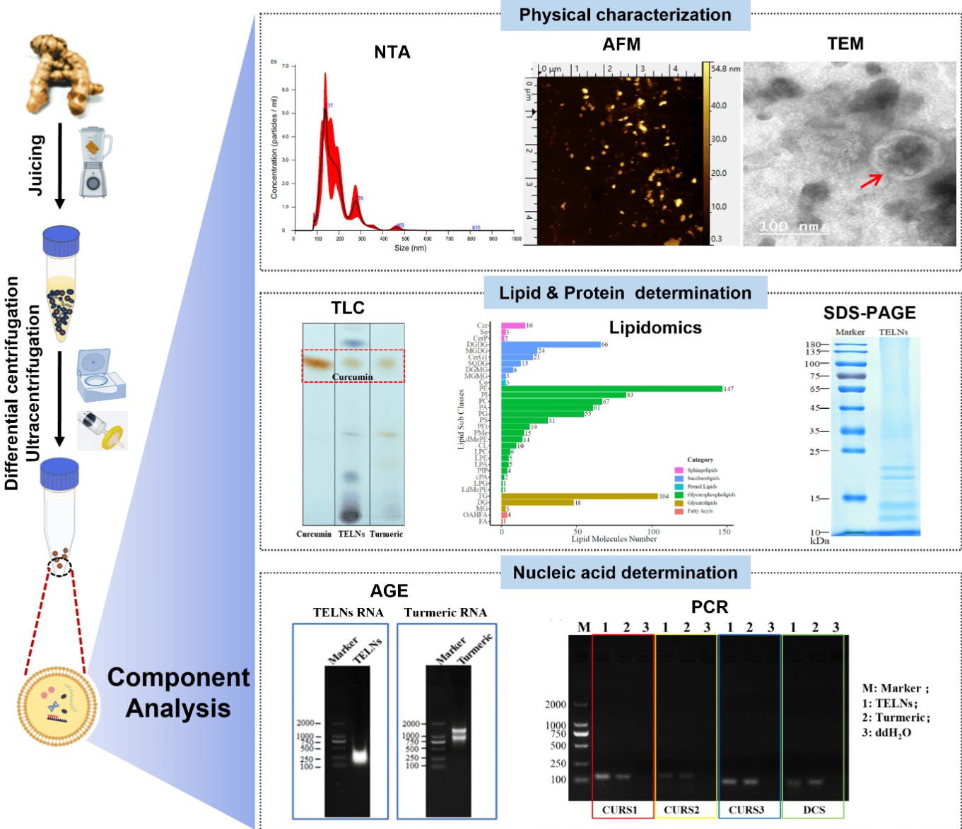 Turmeric-derived exosomes exhibit teacup-shaped morphology, rich in lipids, proteins, and curcumin-related small molecules from turmeric.